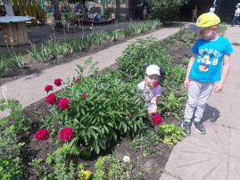 Первые пионы распустились на нашей клумбе! Первые пионы распустились на нашей клумбе!.